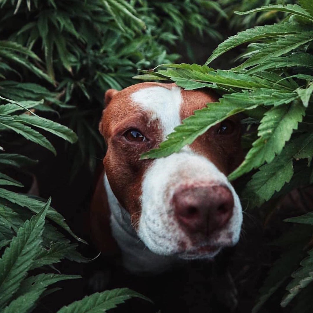 What is the Difference Between Hemp and Cannabis, and How Does it Affect CBD Tincture for Dogs?