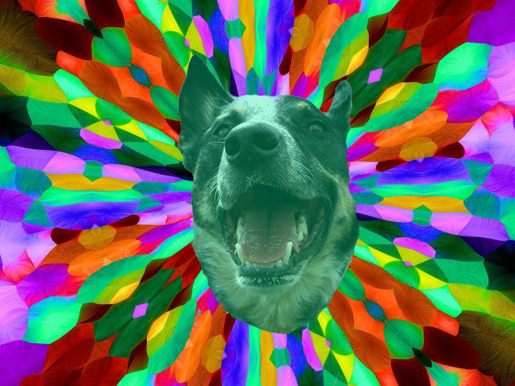 Dog with colorful fireworks background, illustrating stress and anxiety relief with Cannimal’s RELAX Formula during fireworks and thunderstorms.