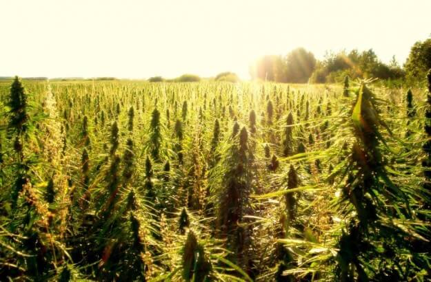 A sunlit field of hemp plants growing under a clear sky, showcasing the natural environment where Cannimal sources its high-quality, pesticide-free hemp for pet wellness products.