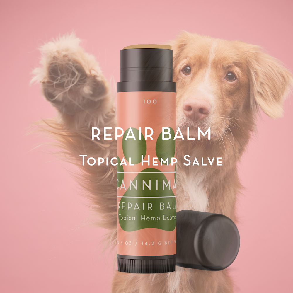Cannimal Repair Balm, a topical hemp salve, displayed with a dog raising its paw, highlighting the product's application for cracked paws, dry noses, and more.