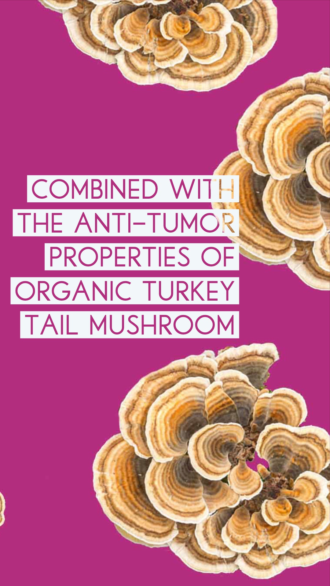 
                  
                    Bright pink background with Turkey Tail mushrooms, text reading 'Combined with the anti-tumor properties of organic Turkey Tail mushroom.
                  
                